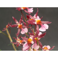 Oncidium Kathrin Zoch (3-4 Rispen)