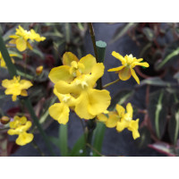 Oncidium Lemon Tree