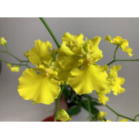 Oncidium Pure Yellow (2 Rispen)