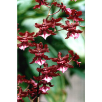 Oncidium Sharry Baby 'Sweet Fragrance' (2 Rispen)