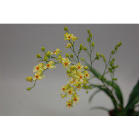 Oncidium Tiny Twinkle 'Gold Dust' (3-4 Rispen)