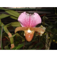 Paphiopedilum charlesworthii (1 Stiel)