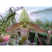 Paphiopedilum wardii