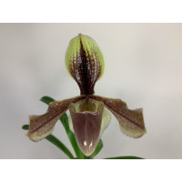 Paphiopedilum villosum 'laichanense'