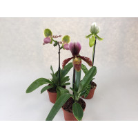 Paphiopedilum-Sortiment (3 knospige/blühende Frauenschuhe)