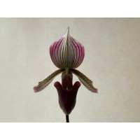Paphiopedilum curtisii x Maudiae coloratum (1 Stiel)
