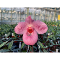 Paphiopedilum Fumi's Delight x armeniacum