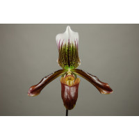 Paphiopedilum Gigas 'Cordean Hall' (1 Stiel)