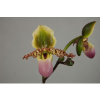 Paphiopedilum glaucophyllum (in Knospe/Blüte)
