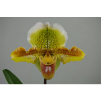 Paphiopedilum Harry Stage