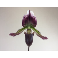 Paphiopedilum Hortense x Maudiae coloratum (1 Stiel)