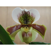 Paphiopedilum Hybride (Jungpfl.)