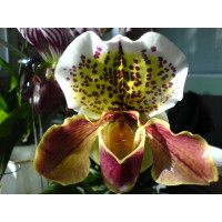 Paphiopedilum Komplex-Hybride (1 Blütenstiel)