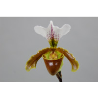 Paphiopedilum Leeanum 'sitta'