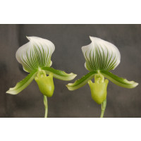 Paphiopedilum Maudiae 'Charlotte' (1 Stiel)