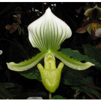 Paphiopedilum Maudiae 'Bankhouse'