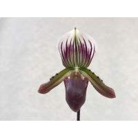 Paphiopedilum Maudiae coloratum