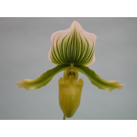 Paph. Maudianum x (Paph. holdenii x Paph. supersuk) (1 Stiel)
