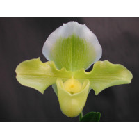 Paphiopedilum Ansum