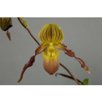 Paphiopedilum philippinense x chamberlainianum