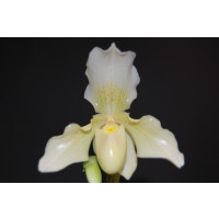 Paphiopedilum Phips (1 Stiel)
