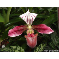 Paphiopedilum purpuratum (Jgpfl.)