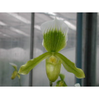 Paphiopedilum Rosettii 'Goliath'