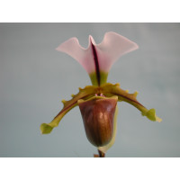 Paphiopedilum spicerianum