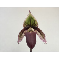 Paphiopedilum superbiens