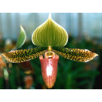 Paphiopedilum Supersuk 'Celle' S.M./D.O.G.