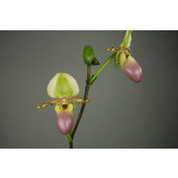 Paphiopedilum victoria-mariae (in Knospe/Blüte)