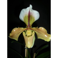 Paphiopedilum villosum