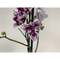 Phalaenopsis Sogo Mastermind 'Triple Lip' (2 Rispen)