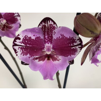 Phalaenopsis Naomi 'Big Lip' (2 Rispen)