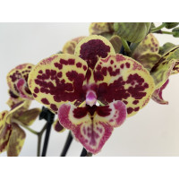 Phalaenopsis Stirling Tiger (2 Rispen)