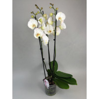 Phalaenopsis Solitär 'White' (3-4 Rispen)