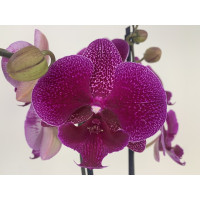 Phalaenopsis Zoja 'Kizz' (2 Rispen)