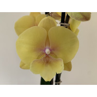 Phalaenopsis Gloria 'Big Lip' (2 Rispen)