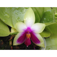 Phalaenopsis bellina (Jgpfl.)