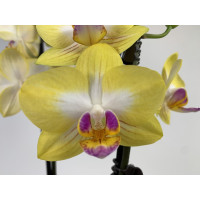 Phalaenopsis Buttercup (2 Rispen)