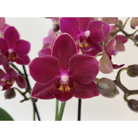 Phalaenopsis Dazzling Devil (3 Rispen)