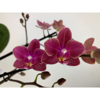 Phalaenopsis Diffusion (2 Rispen)