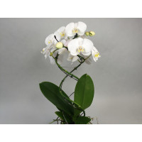 Phalaenopsis Twister 'White' (2 Rispen)