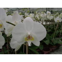 Phalaenopsis Grönland