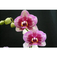 Phalaenopsis Elegant 'Dream Diamond' (2 Rispen)