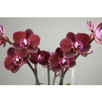 Phalaenopsis Happy Angel (2 Rispen)