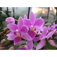 Phalaenopsis equestris 'rosea' (in Blüte/Knospe)