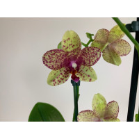 Phalaenopsis Grosseto (2 Rispen)