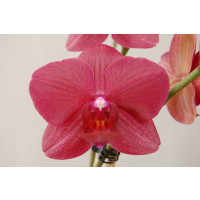 Phalaenopsis Indiana (2 Rispen)