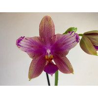 Phalaenopsis Liodoro (pelorisch)